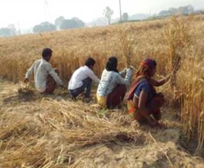 ग्रामीण क्षेत्रों में धान कटाई और मिंजाई का कार्य जोंरों पर 