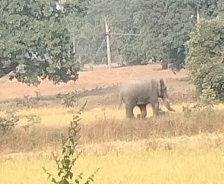 गुरुर व धमतरी के बाद अब गरियाबंद रेंज की ओर बढ़ा दंतैल हाथी