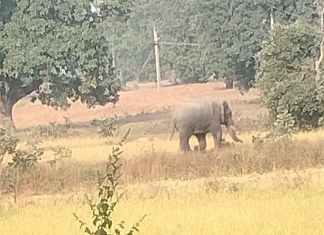 गुरुर व धमतरी के बाद अब गरियाबंद रेंज की ओर बढ़ा दंतैल हाथी