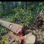 हरदेव क्षेत्र में चल रहे वनों की कटाई एवं विरोध आंदोलन
