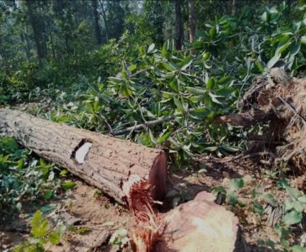 हरदेव क्षेत्र में चल रहे वनों की कटाई एवं विरोध आंदोलन